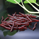 Kit Isca Macia de Pesca Minhoca 4cm 200 Peças Realista